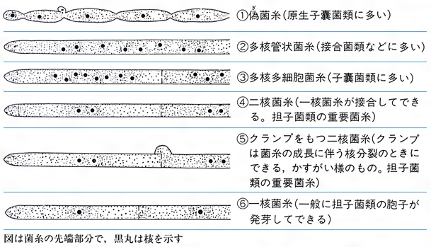 きのこの結婚きのこ百科 一般財団法人日本きのこセンター