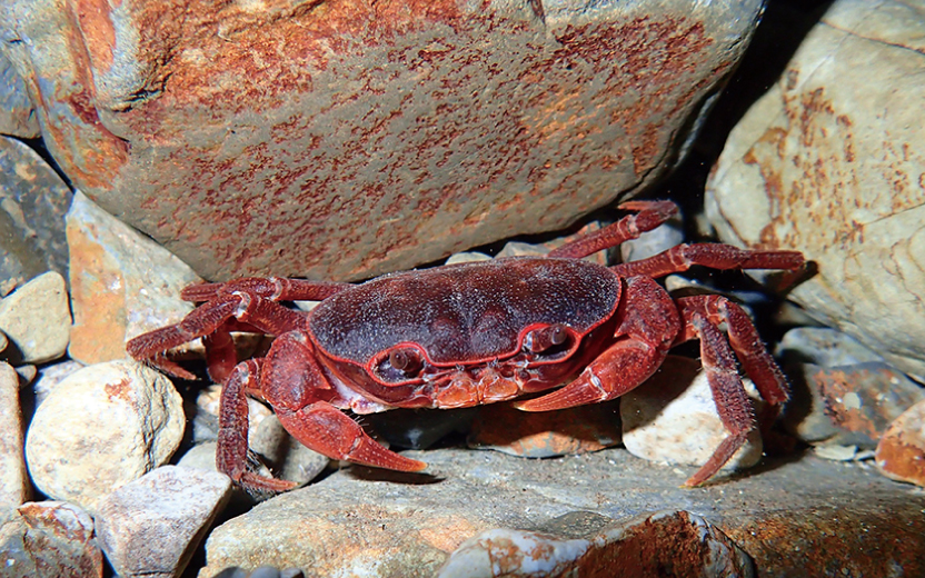 人も殺しうる危険なカニ・ヤドカリ 毒などを持つ甲殻類ailovei