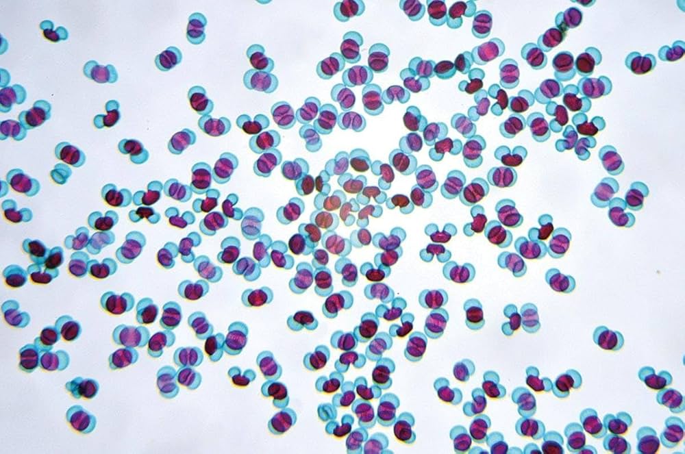 顕微鏡で観察しよう 花粉TOSSランド