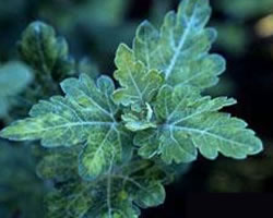 キクの病害 奈良県公式ホームページ