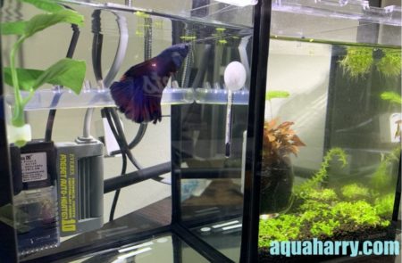 ベタ水槽のおすすめ外掛けフィルター3選！ベタ飼育ガイド