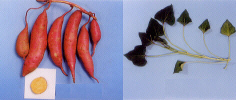 約１００年ぶりの新種”九大生が発見、「ナギサミズカメムシ」 - RKB毎日放送