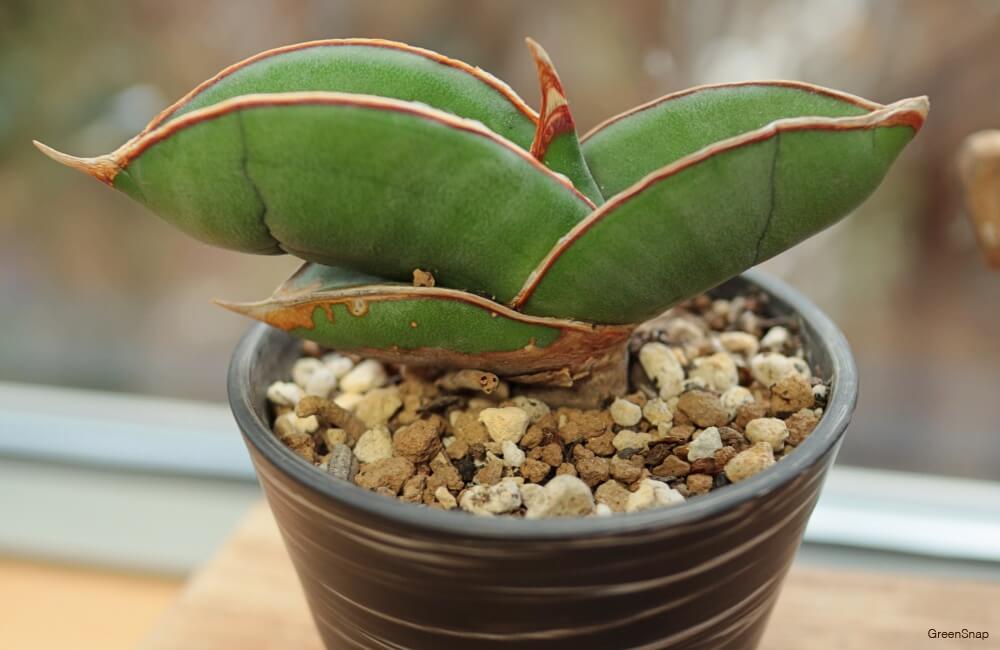 運気アップにおすすめ！花言葉と風水で選ぶ縁起の良い観葉植物7選 開運インテリアTakez Plants