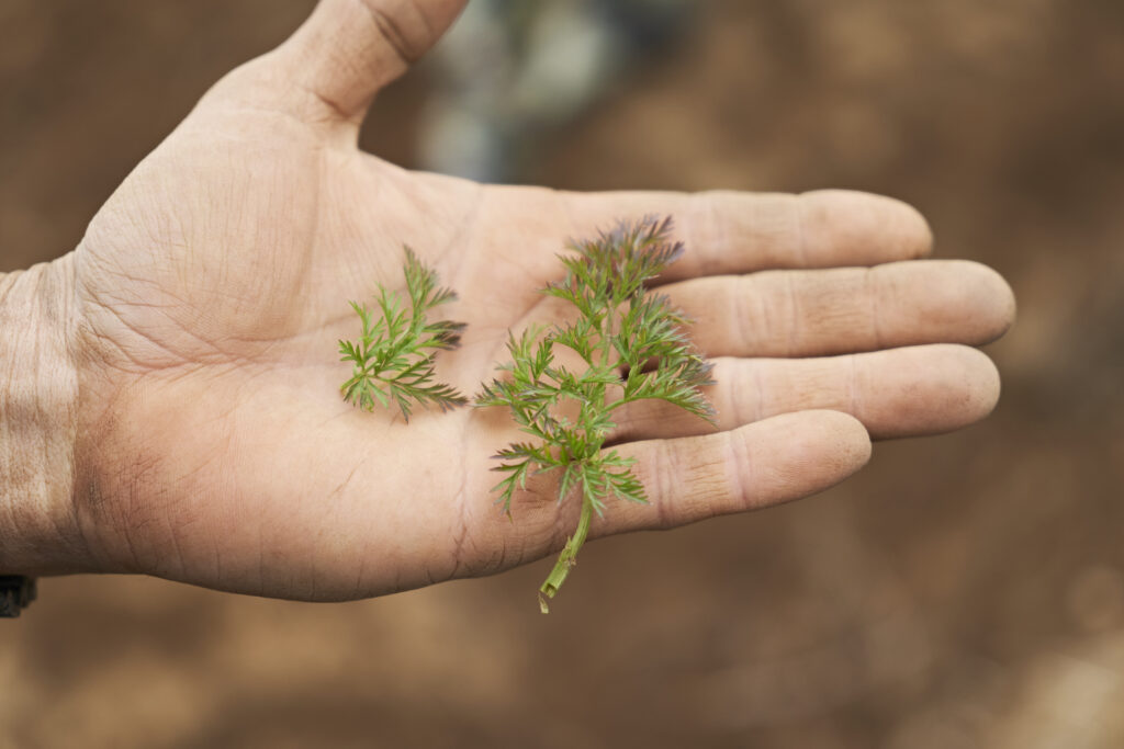 こんにちは！ 仙豆のちから周南店です！ 当店では施術後ルイボスティーを提供しております！ 今回はこのルイボスティーが体にもたらす効果を紹介します！🎀ルイボスティーには様々な効果があって リラックス効果 美肌&新陳代謝UP むくみ改善 便秘対策などです！ 特に寒い
