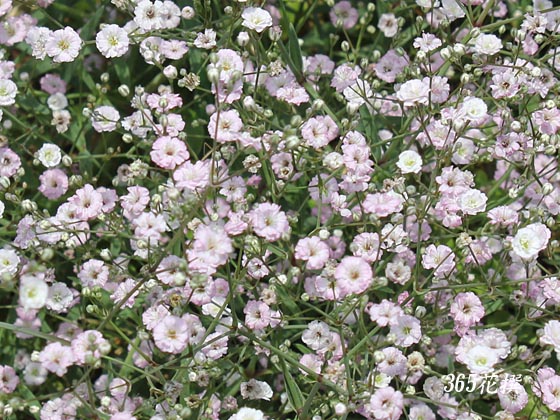 宿根カスミソウを苗から育てているのですが、 画像1 同じ環 園芸相談Q＆Aみんなの趣味の園芸