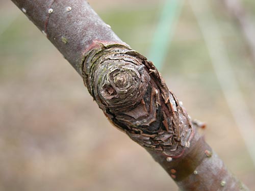 梨づくりの1年 - 東松山市公式ホームページ