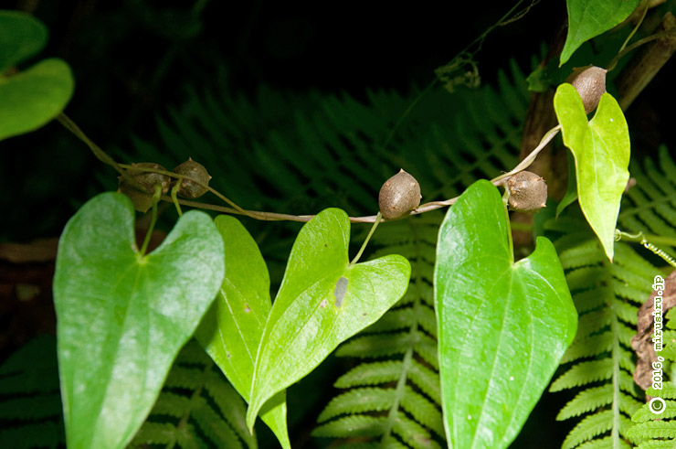 ヤマノイモに似た仲間