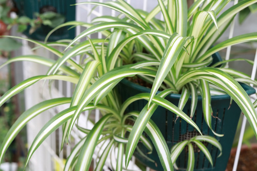 観葉植物オリヅルラン5品種紹介と育て方の7ステップ！ひとはなノート