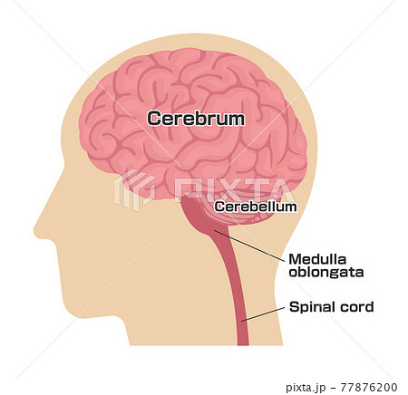 脳 軸位断によるMRI : 正常解剖学e-Anatomy
