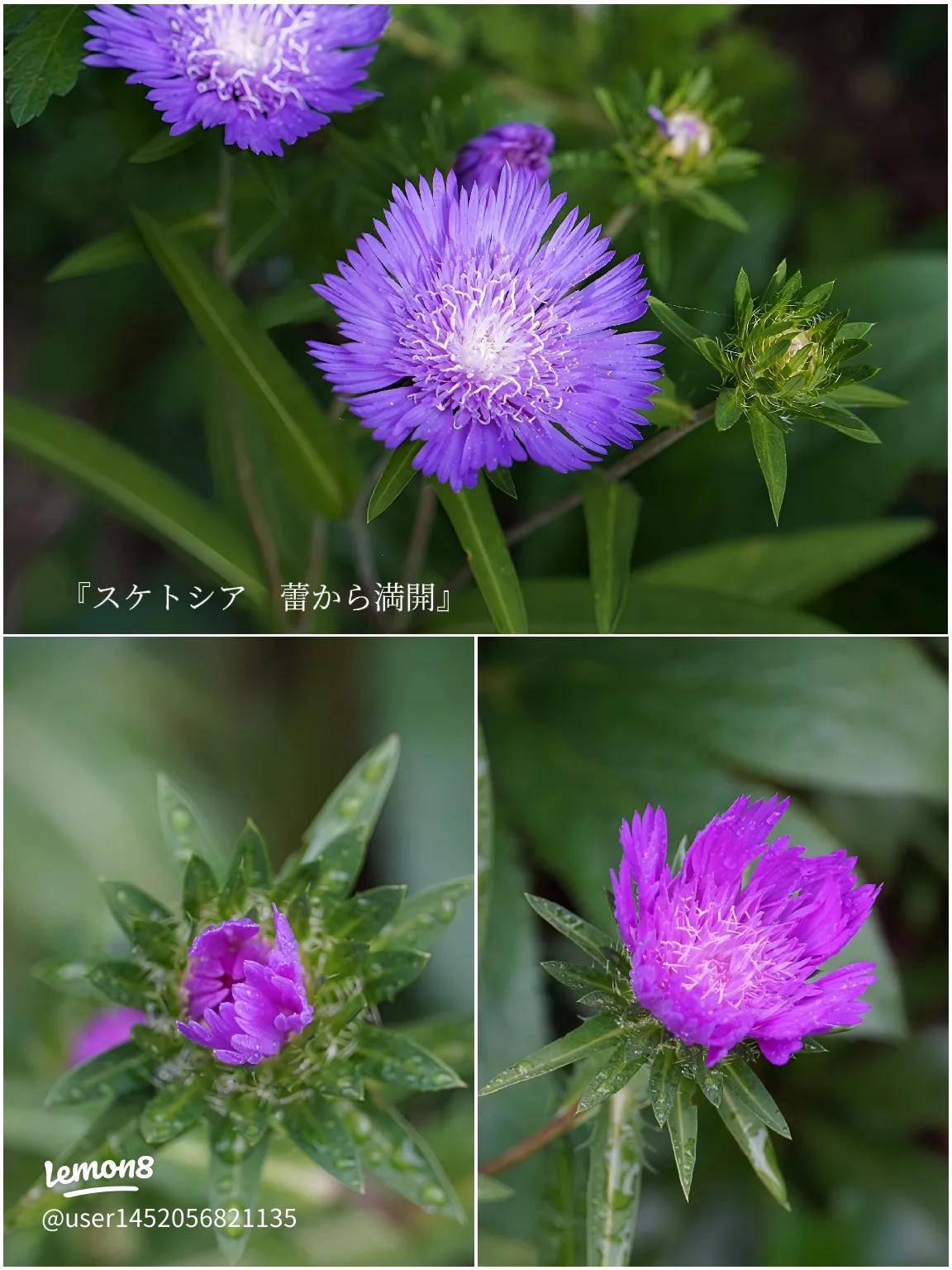 スケトシア 苗の通販 by ミルママshopラクマ