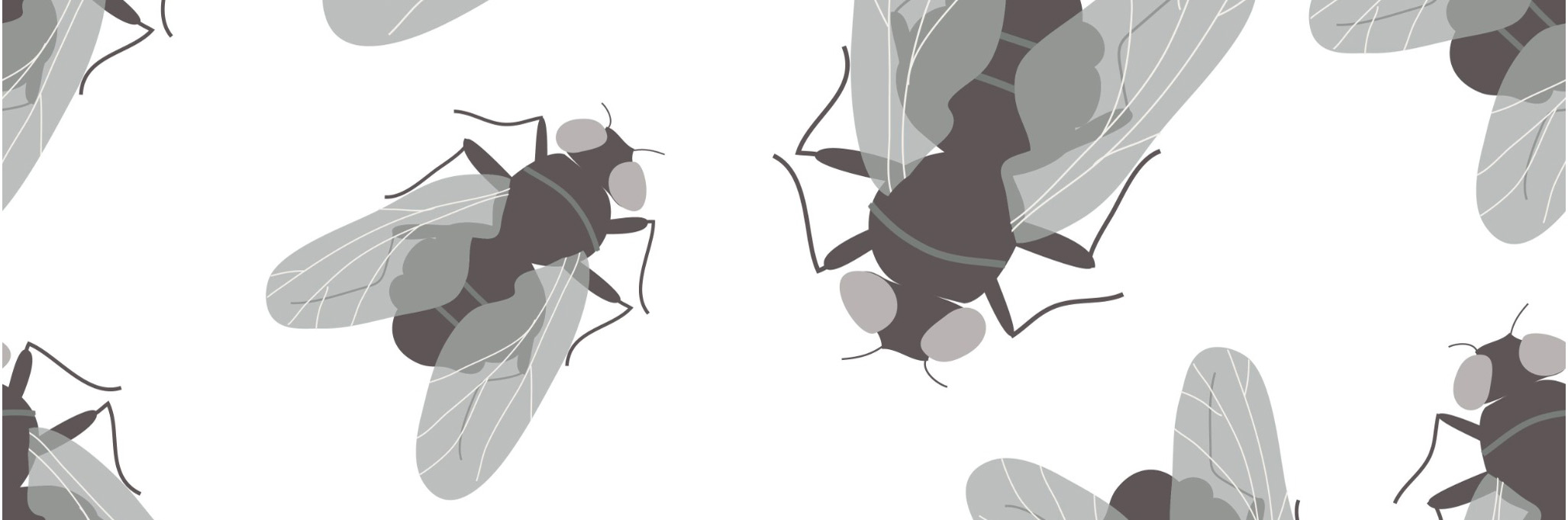 Ｍａｇｇｏｔ ウジ虫 治療についていぶきクリニック