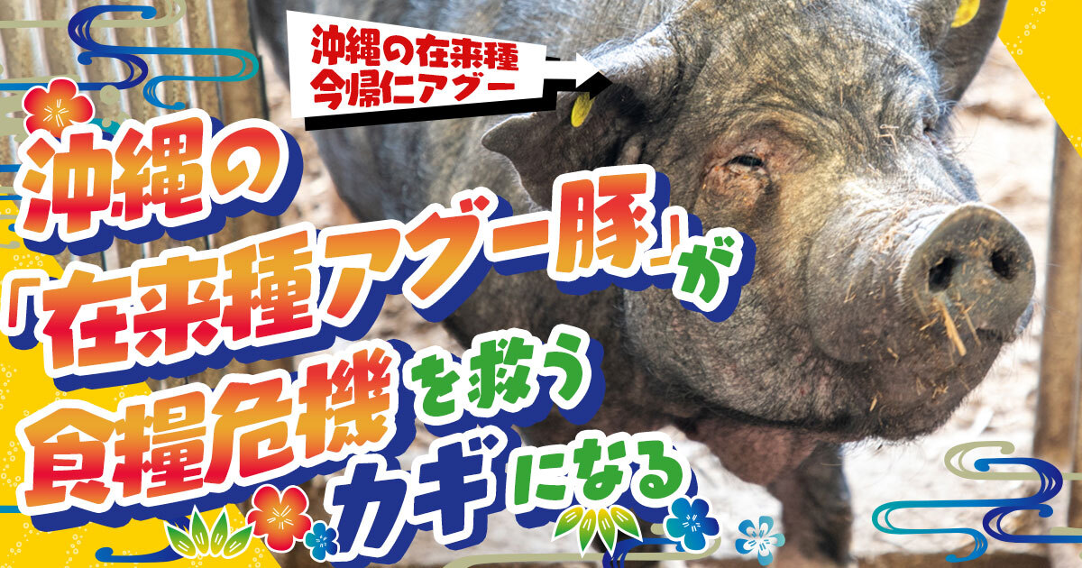 年賀所の中のイノシシ