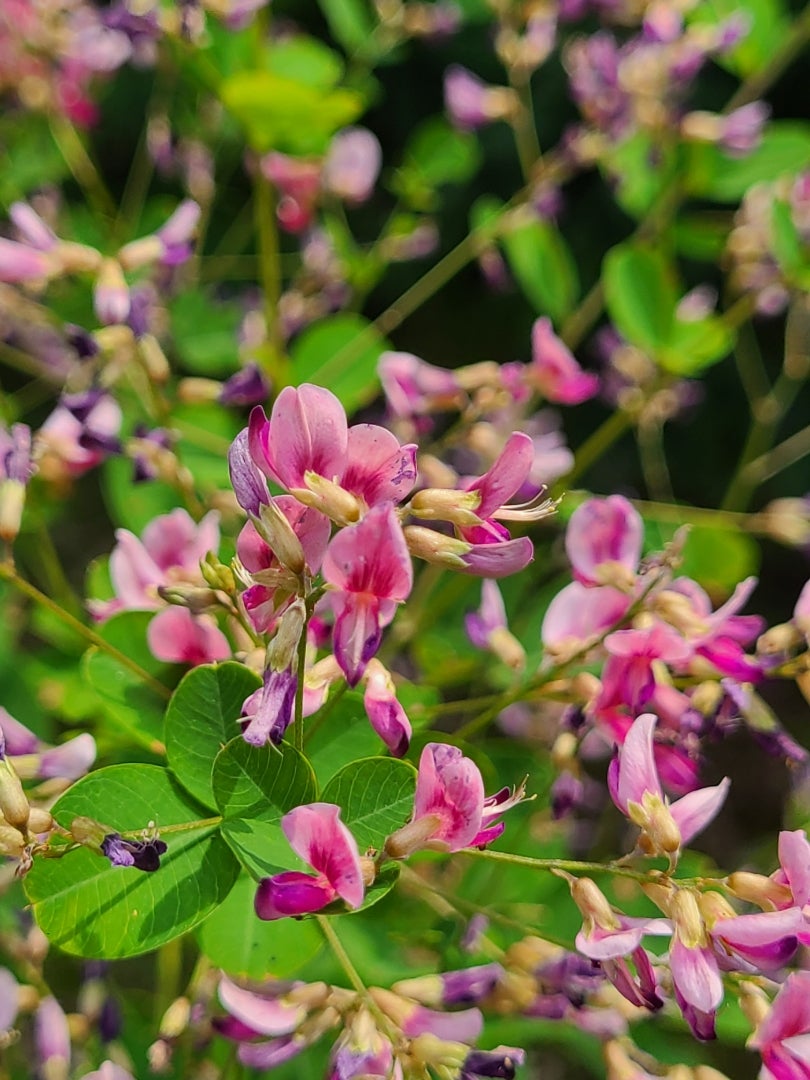 知ればもっと好きになる。季節に咲く花と、素敵な花言葉 秋篇キナリノ