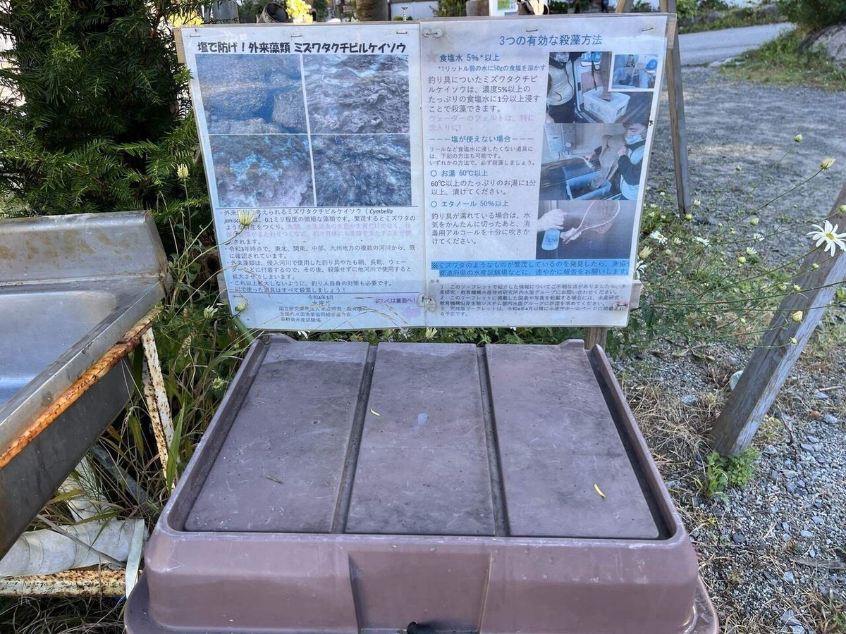 四季の山野草 ミズワラビ