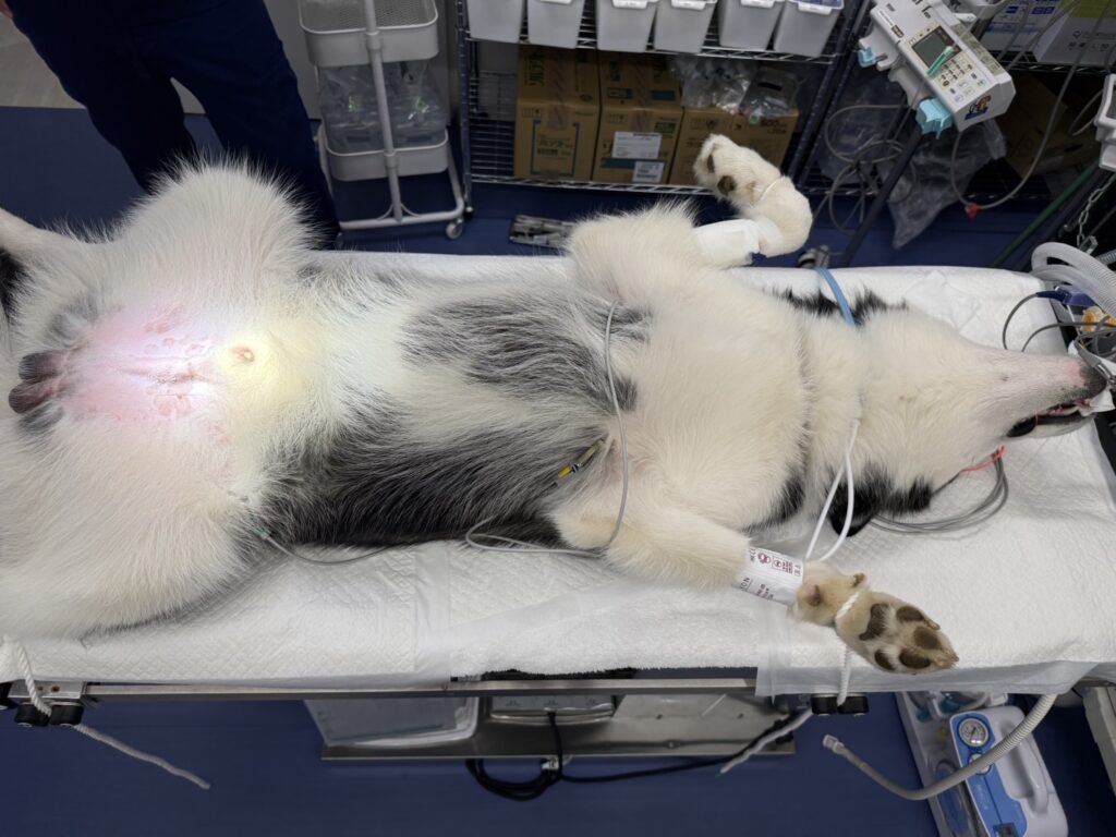 犬の去勢手術はした方が良い？メリット・デメリットや費用など解説 - au損害保険公式サイト