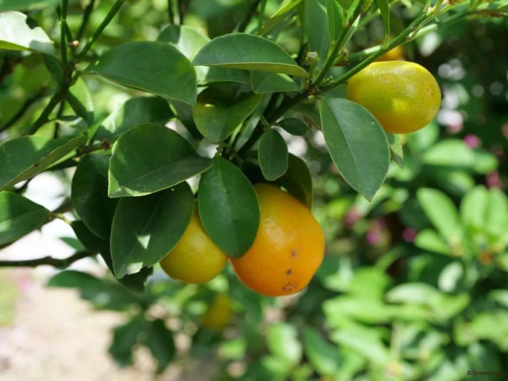 1.金柑苗木子どもリクエストで育て始めるそだレポ 栽培レポート byマンションベランダみんなの趣味の園芸