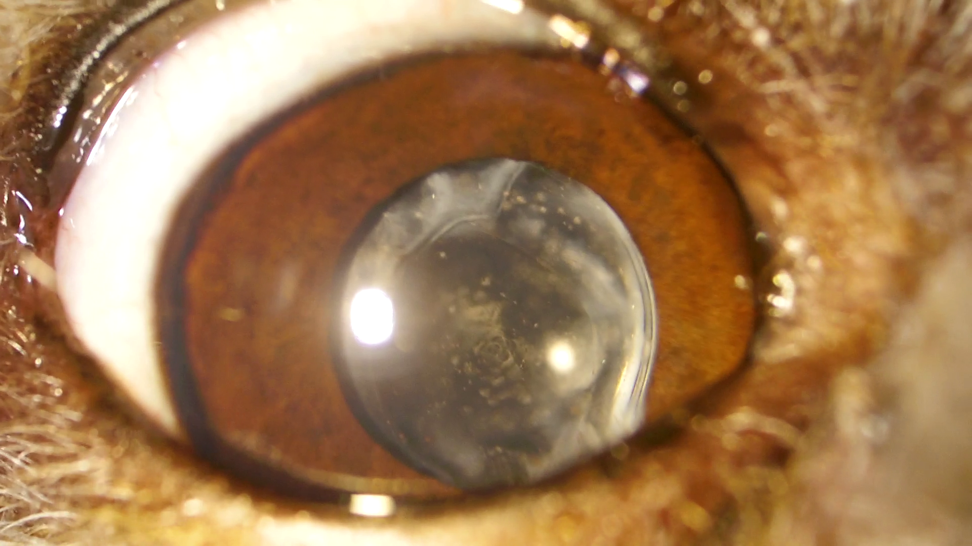 避妊手術・去勢手術のすすめ田辺獣医科病院