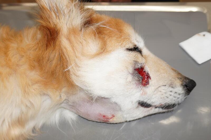 ダニ類による感染症 Q3 - 皮膚科Q＆A 公益社団法人日本皮膚科学会