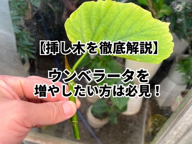 ウンベラータを挿し木にし 10日ほど経ちましたが昨日あたりか 園芸相談Q＆Aみんなの趣味の園芸