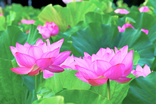 蓮の花の花言葉は何ですか？2024 年のリアルなLemon8ユーザー体験