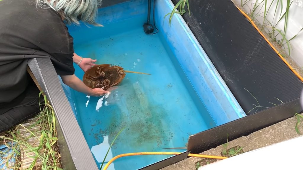 カブトガニの血液。「青色」じゃない！？ - 笠岡市ホームページ