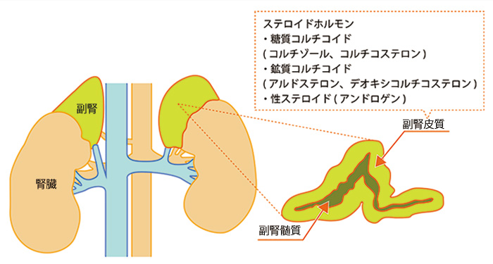 甲状腺と副腎皮質機能低下症 副腎疲労性症候群 アジソン病 橋本病 エコー 長崎甲状腺クリニック 大阪