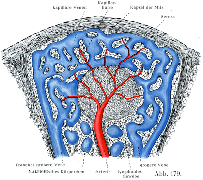 脾臓は切られても大丈夫というのは、ほんとう？ 図解 解剖学の話- ラブすぽ