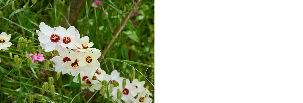 花言葉 片思いや両思い、恋愛の秘めた気持ちを表す花言葉は？おすすめの花の種類を紹介Clover クローバー