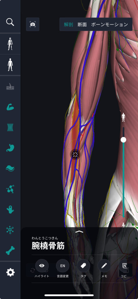 誰もが憧れるかっこいい3Dな腕を手に入れろ！上腕筋 羽状筋 ニュートラルグリップ オーバーハンドグリップ ハンマーカール 腕相撲が強くなる 立体的な腕周りと差をつけるFMVスポーツ