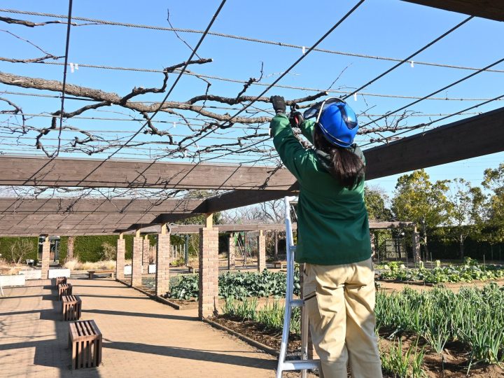 ぶどうの剪定 長梢- 山梨桃とぶどう通販雨宮ファーム公式通販