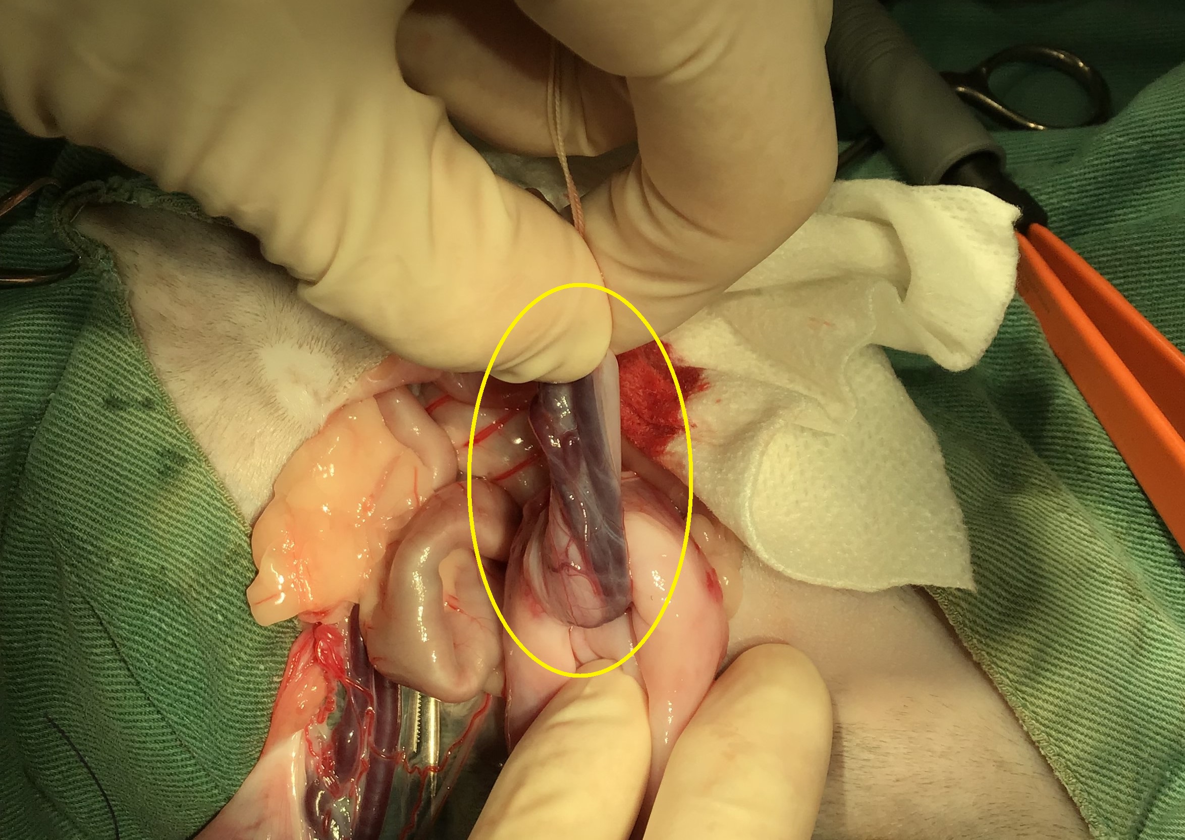 ウロギネセンター地方独立行政法人 明石市立市民病院