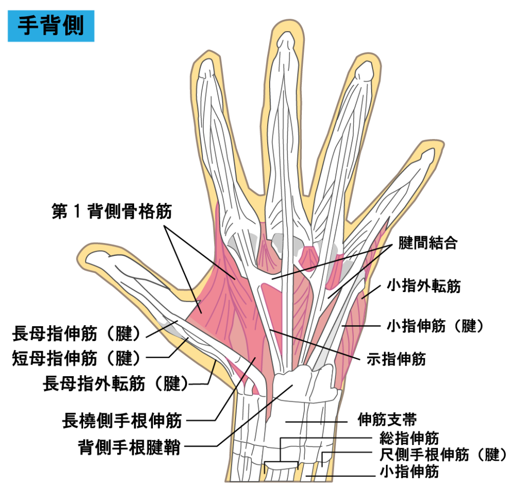 手をつくと「手首」が痛い 小指側の腱鞘炎 原因と対策は：手のお話：日経Gooday グッデイ