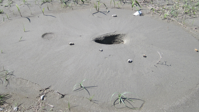 「液状化」を実験で分かりやすく解説