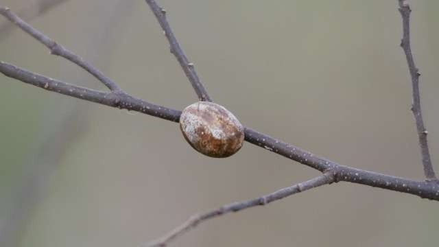 イラガが発生しやすい時期や駆除の方法は？🍀GreenSnap グリーンスナップ