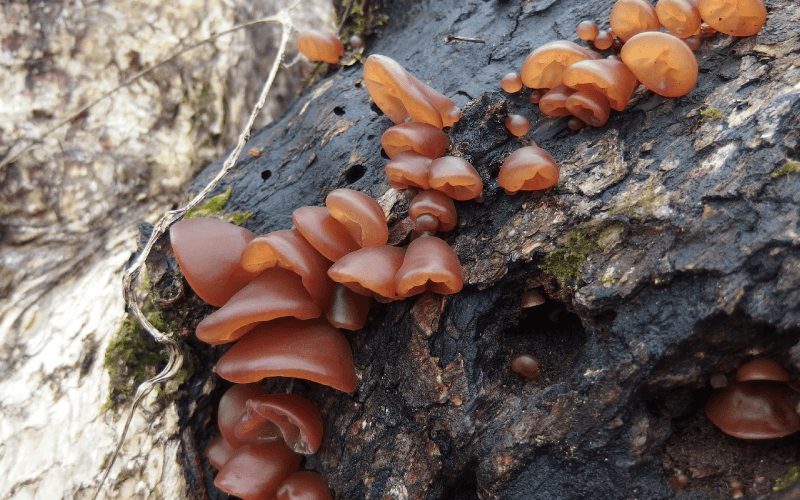 富士市 漢字テストです。「木耳」何と読む？富士山木耳ファームかぼちゃん- エキスパート - Yahoo!ニュース