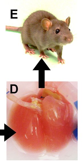 マウスは写真と実物を見分けられると判明！高度な関連付け能力もあるよ - Lab BRAINS