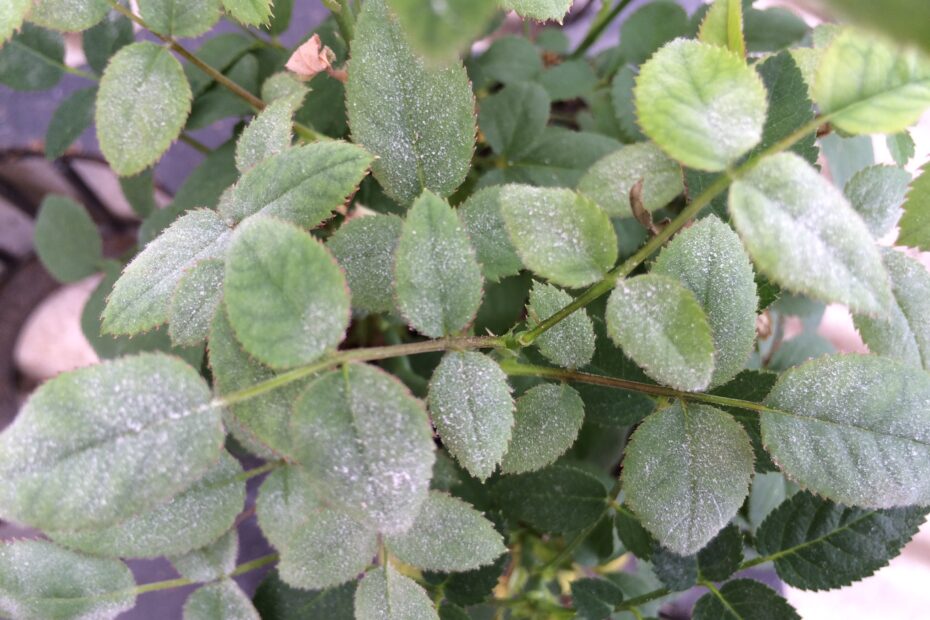 バラの葉が茶色くなって黄色になって落ちます。株全体ではなく 園芸相談Q＆Aみんなの趣味の園芸