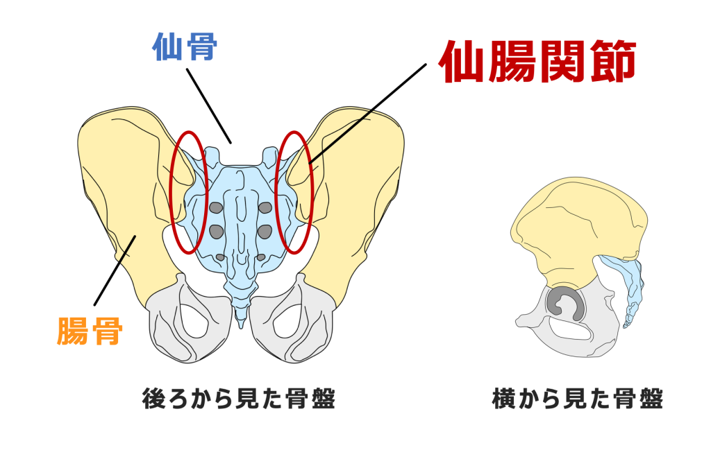 ぎっくり腰ではない？！仙腸関節の痛みの治療方法とは？西宮、宝塚で根本改善の整体ならひこばえ整骨院へ