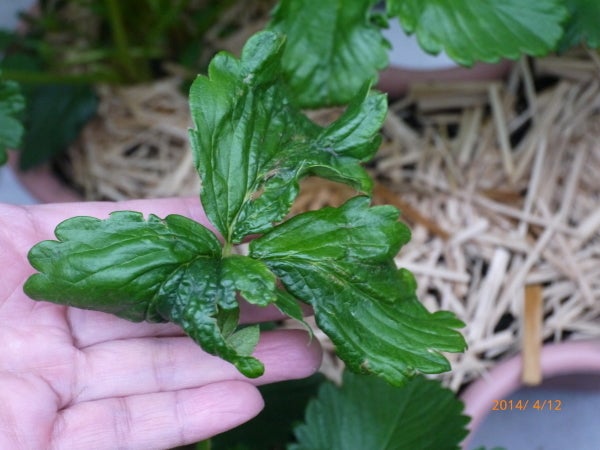 輪斑病農業害虫や病害の防除・農薬情報病害虫・雑草の情報基地全国農村教育協会