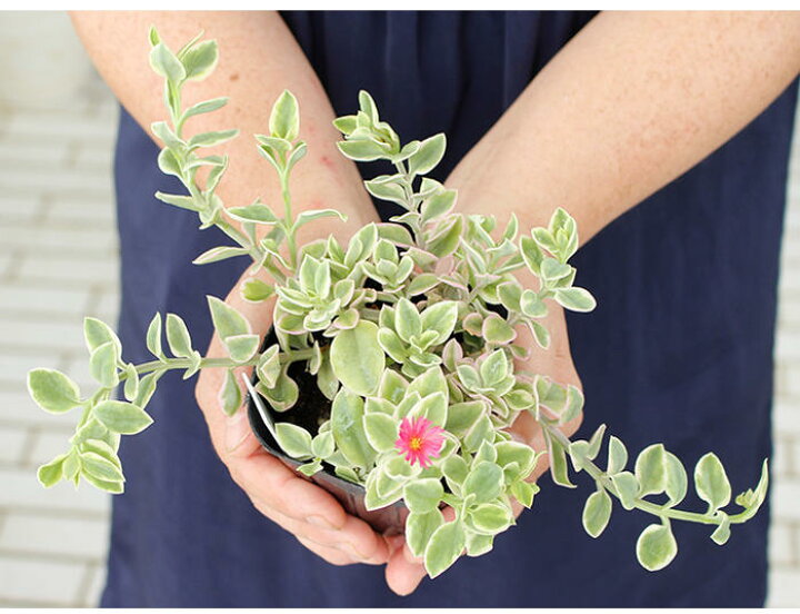 斑入りベビーサンローズ の魅力と育て方：初心者でも簡単に楽しめる美しい多肉植物グリーン・サクセサリ