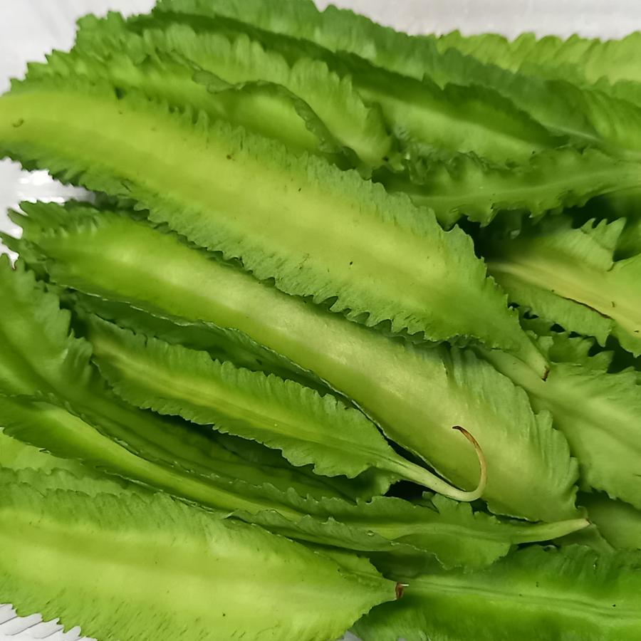 うりずん四角豆 シカクマメ 2個～ 野菜苗 9cmポット実生苗植物のＩＴＡＮＳＥ 全品送料無料・即出荷