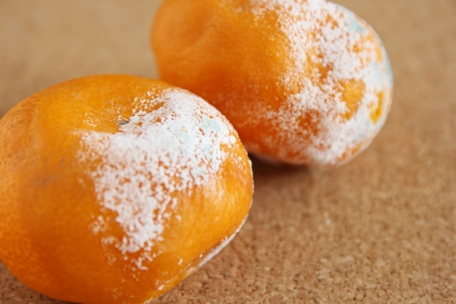 みかんのカビは何が原因？種類や生えたときの対処法を紹介食・料理オリーブオイルをひとまわし
