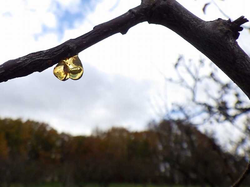 木の根元から流れる樹液 コスカシバの食害イメージの写真素材68492930- PIXTA