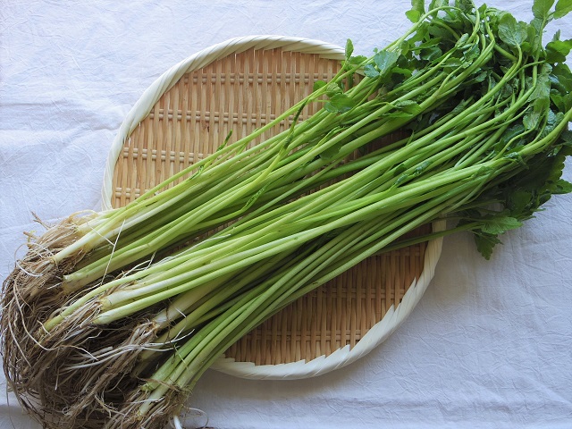 セリの水耕栽培 - メダカとベランダ暮らし