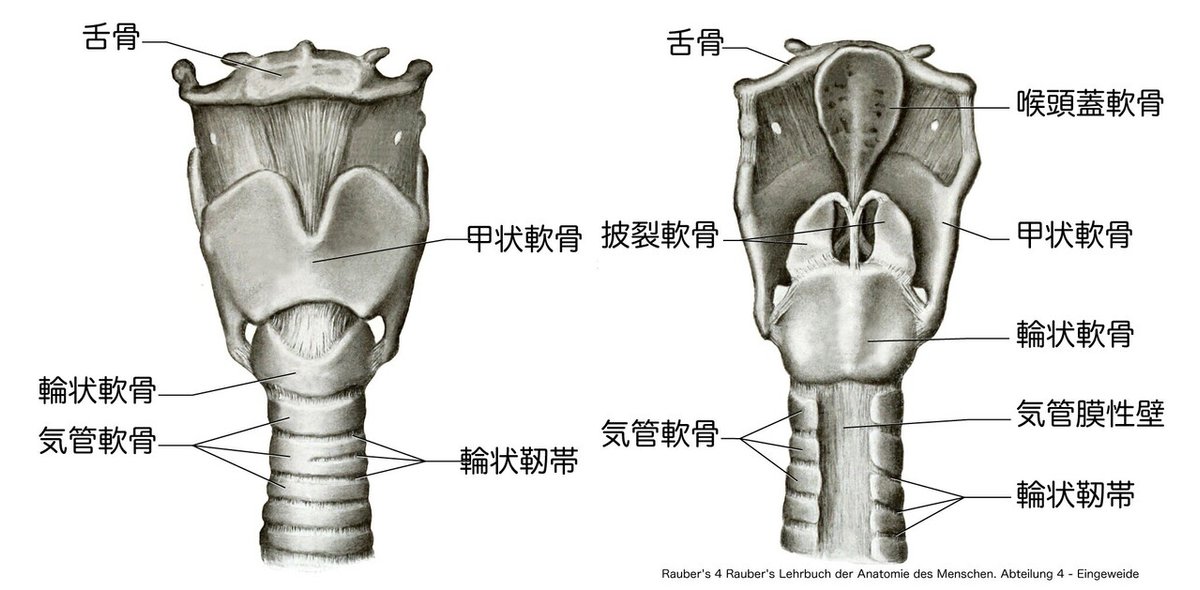 主な疾患-喉頭音声外来東北大学病院 耳鼻咽喉・頭頸部外科学教室