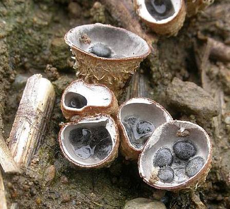 ハタケチャダイゴケ ? 会社の植木鉢に謎のキノコ🍄 何やら気持ち悪いケラリアナマクエンシス物流センター運送業運送会社倉庫業物流物流改革エリモロジスティクスエリモロジエリモerimologistics船場繊維卸商団地組合箕面市養父市logistics