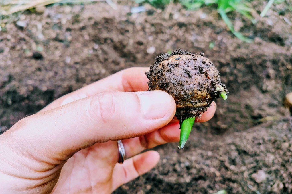 楽天市場 逆さまに栽培という画期的な 空中栽培セット 培養土〜栽培バッグ 吊下げチェーン付き : ガーデニングどっとコム