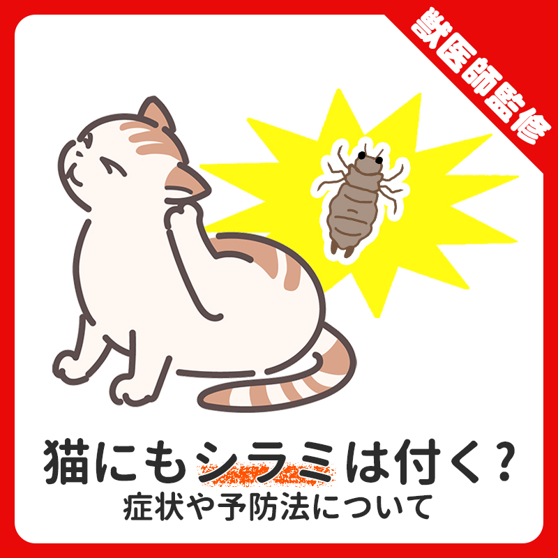 犬のシラミ対策！感染する原因や症状、駆除方法・予防方法について解説わんちゃんホンポ