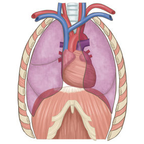48,700点を超える肺 イラストのイラスト素材、ロイヤリティフリーのベクター素材グラフィックスとクリップアート - iStock肺レントゲン, 肺 cg, 心臓