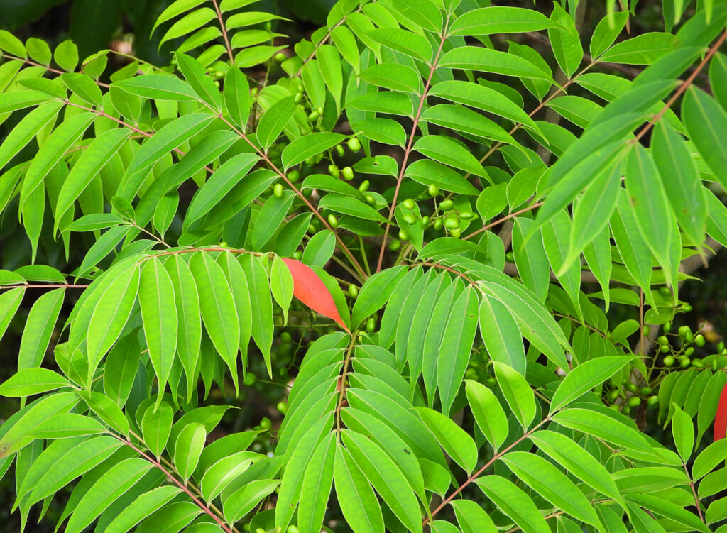 アウトドアの肌かぶれを防ぐ！かぶれる原因となる植物や対処法をご紹介！Greenfield グリーンフィールド